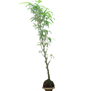 高杆佛肚竹苔藓球绿植盆景客厅室内树桩盆栽好养活盆栽四季常青