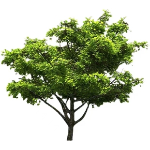 合欢树苗合欢苗绒花树苗芙蓉花树苗庭院盆栽合欢树苗绿化工程花苗