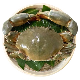三门青蟹鲜活 特大超大2斤螃蟹1公1母大青蟹水产海鲜红鲟膏蟹海蟹