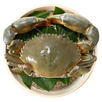 超大2斤水产海鲜三门青蟹包活肥