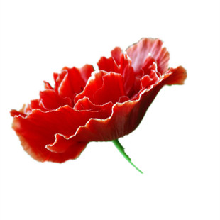 冰岛虞美人种子花种子四季易种花草卉盆栽植物花种籽子野花组合