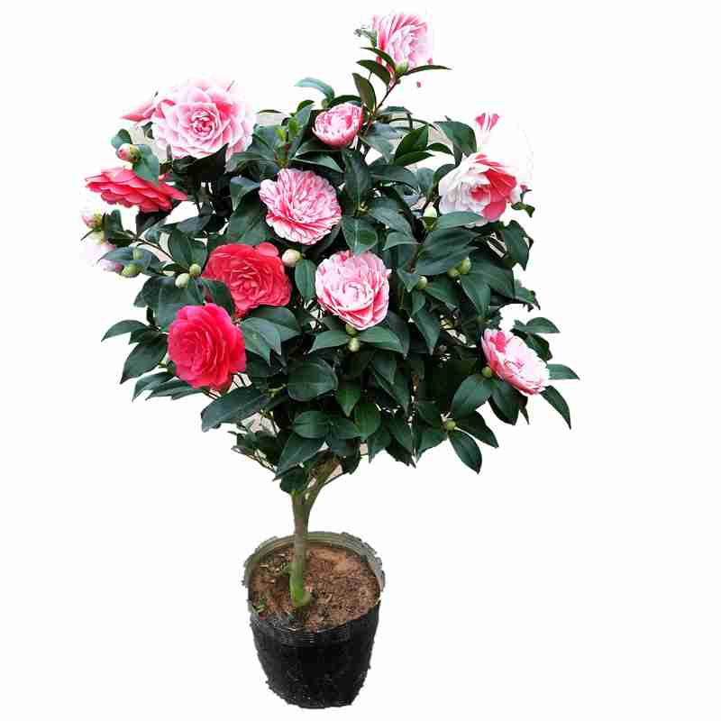 茶花苗阳台客厅植物好养五色赤丹