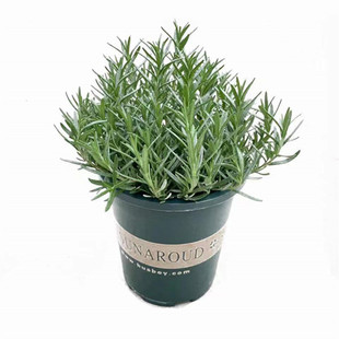 迷迭香盆栽新鲜可食用香草植物西餐糕点烘焙牛排用芳香绿植