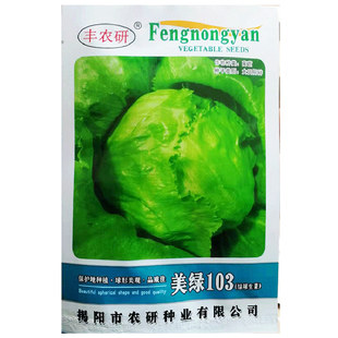 结球生菜种子 包心生菜籽 四季播种生菜品种孑阳台盆栽菜园蔬菜种