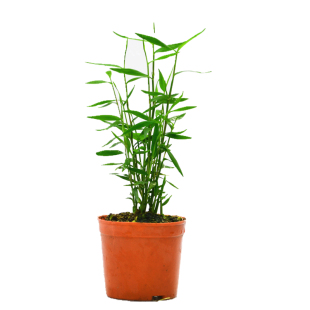 日本姬翠竹青轴力竹日本山野草斑入虎斑风竹米竹绿植盆栽花卉植物