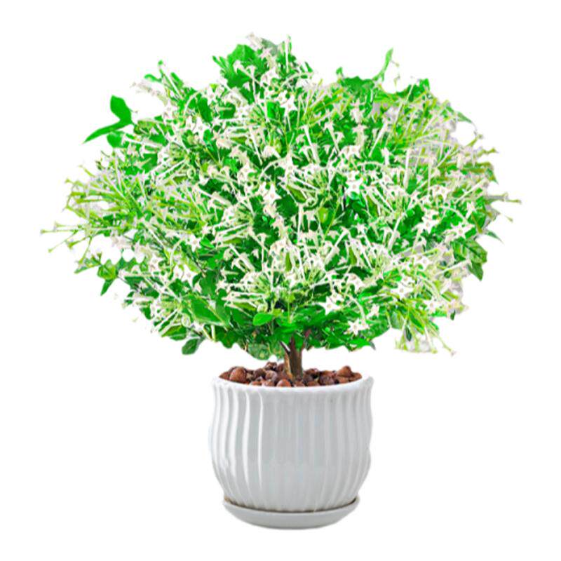 夜来香花树苗盆栽九里香花卉室内阳台驱蚊绿植物鲜花四季种植好养
