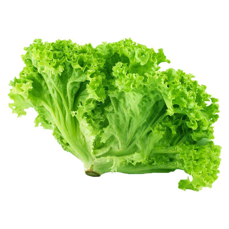 四季高产大速菜生苗秧甜脆好吃