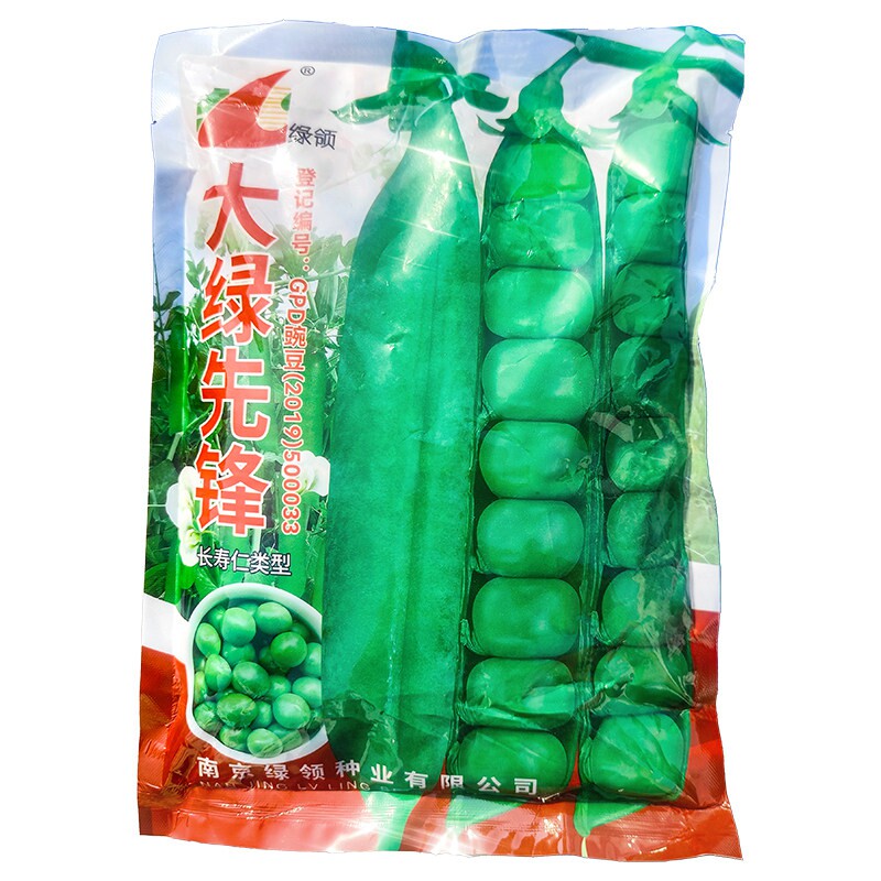 大绿领大粒耐寒鲜食豌豆种子好吃