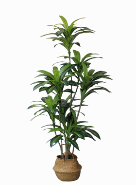 高端大型仿真绿假植物盆景巴西木