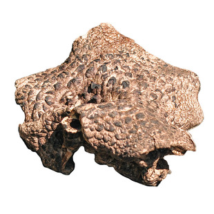 大理山居云南黑虎掌菌云南菌大山山货菌菇干货云南特产煲汤食材