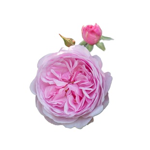 海蒂的花园奥利维亚丰花月季抗病四季开花庭院阳台花卉植物盆栽苗