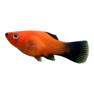 黑玛丽鱼观赏鱼热带鱼米奇鱼月光胎生鱼皮球鱼红剑鱼淡水好养耐活