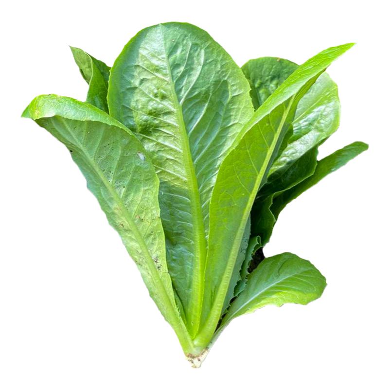 孔雀菜种子春秋耐寒罗马生菜种子大全四季耐寒抗热耐抽苔蔬菜种子
