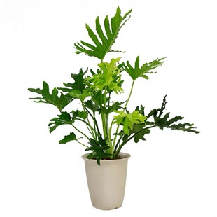 龙鳞春羽水培植物大型老桩盆栽室内客厅水养大叶绿植四季常绿好养
