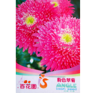 花卉种子粉翠菊花卉种子翠菊种子重瓣花种子阳台庭院园艺易种