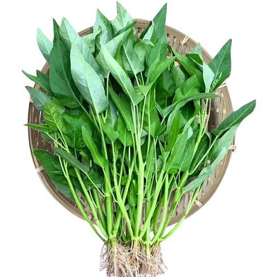 正宗高产三叉空心菜种籽通心菜