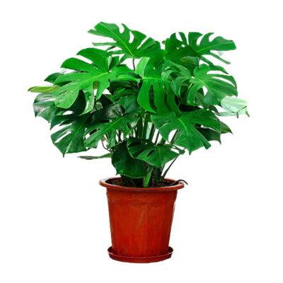 大盆栽客厅办公室内水培招财开背