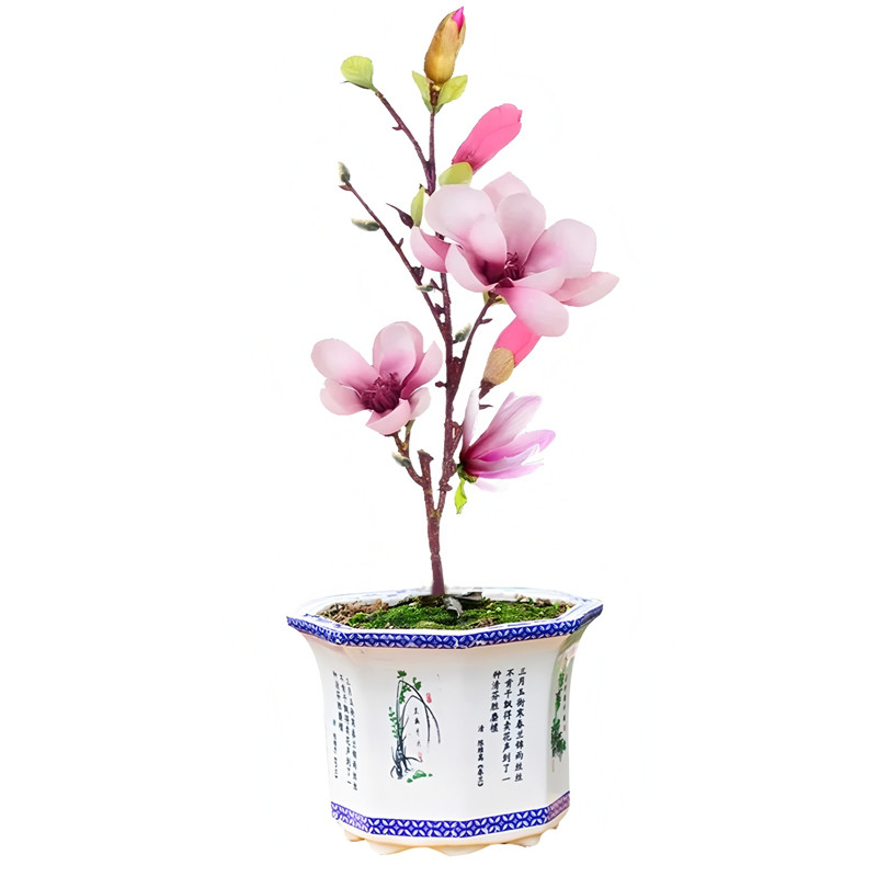 红花如意玉兰花树苗盆栽耐寒带土