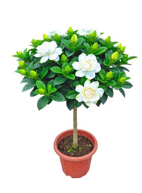 庞贸栀子花盆栽浓香带花好养