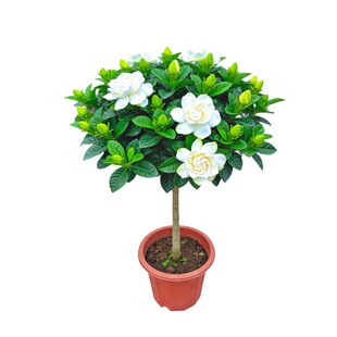栀子花盆栽花期带花浓香型花卉植物室内室外阳台好养开花绿植盆景