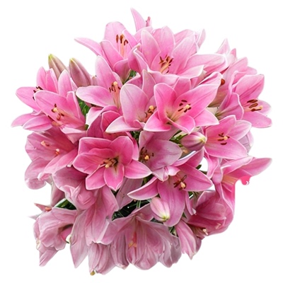 进口百合种球包发芽包对版