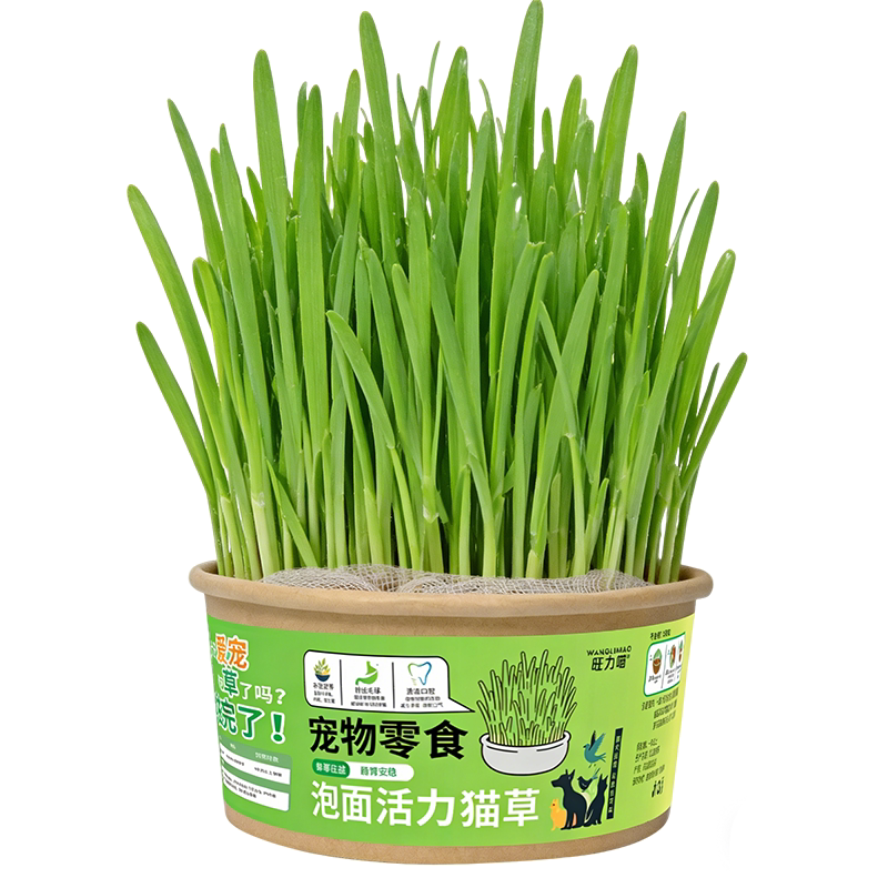 鹦鹉麦芽草粮大麦种子鹦鹉食粮