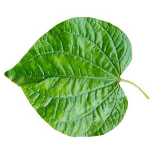广东包粽子炒螺香菜调味料新鲜蛤蒌叶假蒌叶青蒌叶假蒟叶假蒌叶。