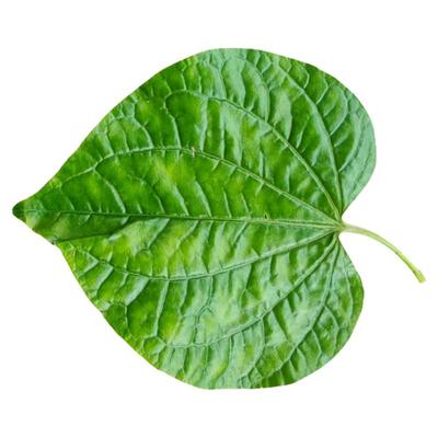 新鲜蛤蒌叶假蒌叶青蒌叶假蒌叶