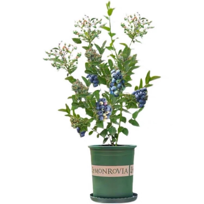 【带花果】蓝莓树苗盆栽F6
