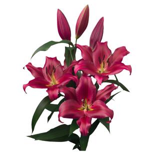 26年现货进口百合种球-OT系列庭院绿园花开木门采儿米拉东方月亮