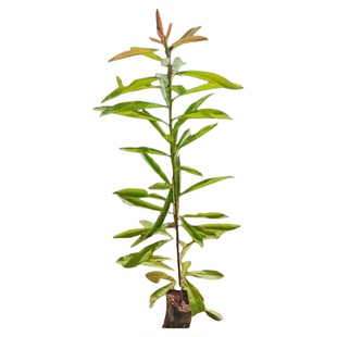 木荷树苗荷木苗木艾树绿化造林苗何树苗防火树种山地复绿树耐旱