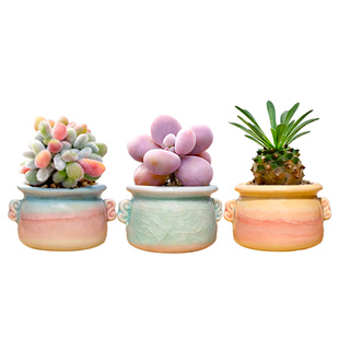 多肉迷你小盆栽客厅室内桃蛋绿植花稀罕办公室桌面阳台植物幼儿园