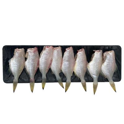 北海剥皮鱼新鲜冷冻海鱼去头去内脏火锅食材耗儿鱼马面鱼小扒皮鱼