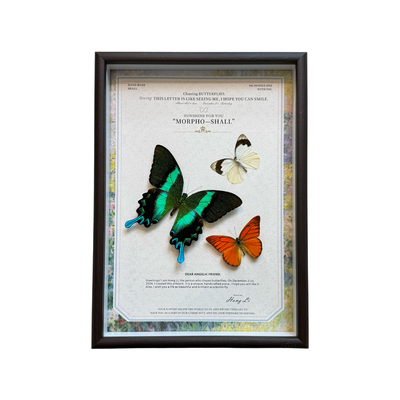 爱神凤蝶真蝴蝶标本小众成品相框手工家居桌面摆件装饰画生日礼物