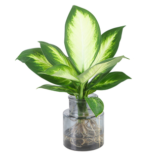 玛丽安粉黛万年青盆栽桌面水培好养花卉办公室绿植发财黄金银皇后