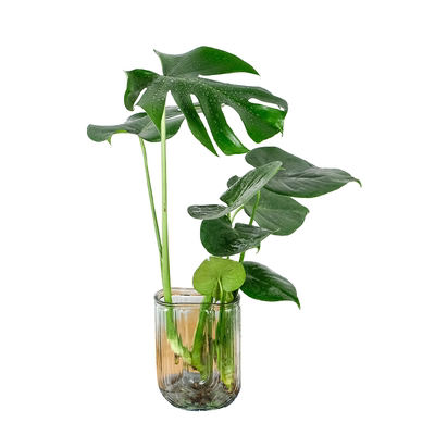 花点时间水培龟背叶绿植盆栽