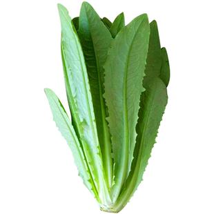 四季包心孔雀菜种子生吃脆甜营养高沙拉生菜罗马生菜盆栽蔬菜种籽