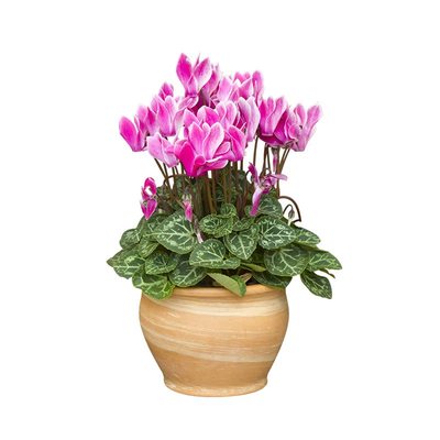 虹越新品仙客来盆栽年宵花送礼