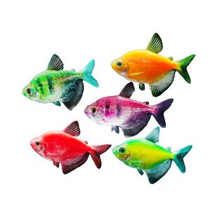 天使鱼观赏鱼活鱼大号群游活体斑马孔雀热带鱼小型鱼淡水好养耐活