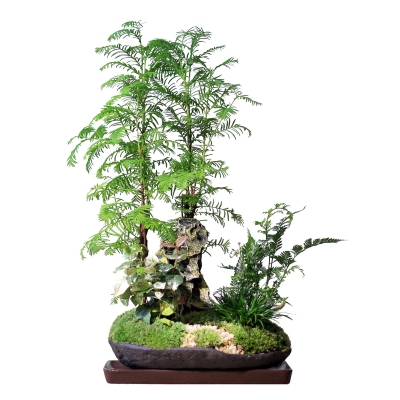 清雅苔藓狼尾蕨桌面山水盆景