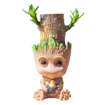 巴西木带芽水养幸运桌面水培植物