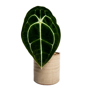 花烛集合盾叶水晶华丽粗脉一物一拍热带植物室内观叶天南星科