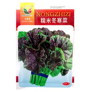 糯米冬寒菜种籽冬苋菜种子儿童高钙菜四季播秋冬季蔬菜苗盆栽秋季