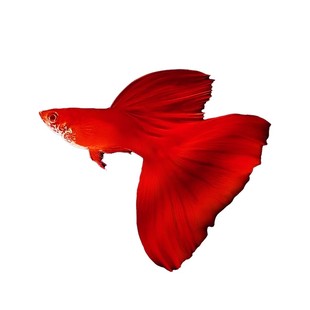 孔雀热带观赏鱼苗淡水冷水小型小鱼好养耐活耐养金鱼凤尾斑马活鱼