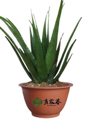 美国库拉索芦荟盆栽植物美容院灌肤专用可食用新鲜补水敷脸大叶片