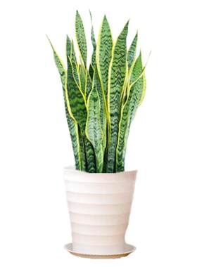 金边虎皮兰虎尾兰盆栽花卉多肉水培植物绿植室内吸四季常青客厅