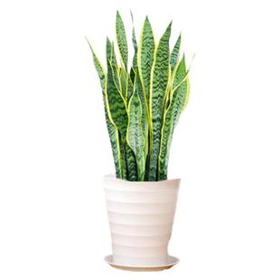 金边虎皮兰虎尾兰盆栽花卉多肉水培植物绿植室内吸四季常青客厅