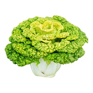 黄心乌菜种种子种籽乌塌菜雪里金花青菜蔬菜孑白菜黑菜乌塔菜菜籽