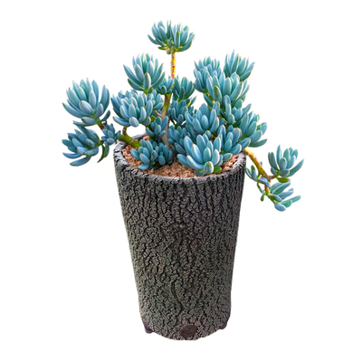 好养易度夏稀有蓝松多肉一物一拍