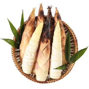 新鲜现挖临安春笋天目山竹笋冬笋雷笋油焖笋农家自种新鲜蔬菜包邮